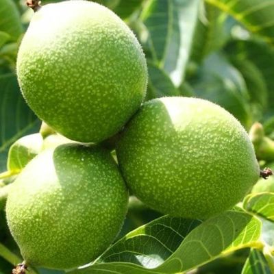 Орех Грецкий Юбилейный Орех Грецкий Юбилейный фото