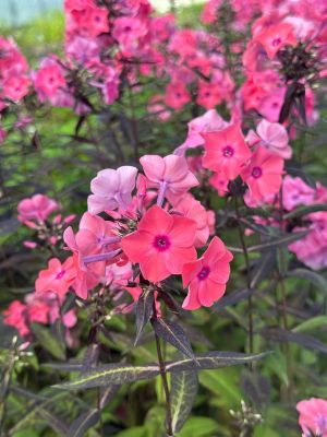 Флокс Свит Дримс Флокс Свит Дримс фото