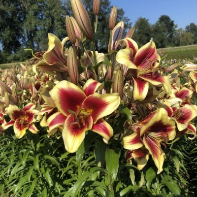 Лилия Флавия - Dolina-Sad.Ru