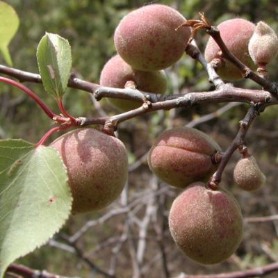 Абрикос Сибирский Абрикос Сибирский - Dolina-Sad.Ru