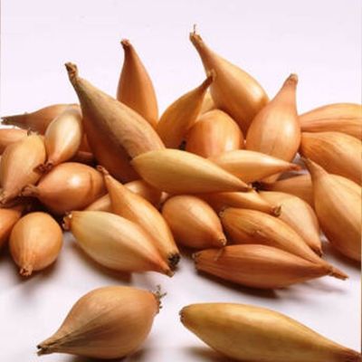 Лук-севок Бирнформиге (10-21мм) фото