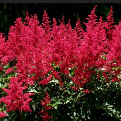 Астильба арендса Эльза Шлук Астильба арендса Эльза Шлук - Dolina-Sad.Ru