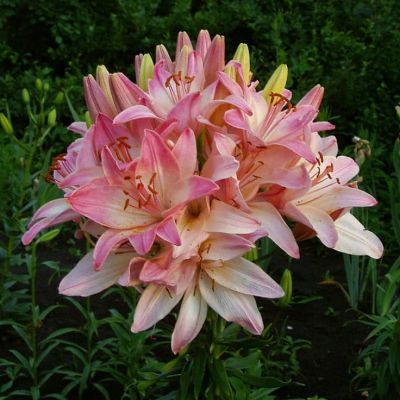 Лилия Марлене Лилия Марлене фото