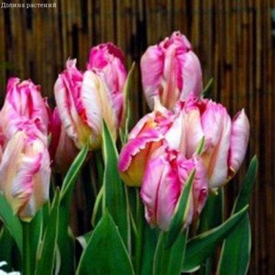 Тюльпан Сильвер Пэррот Тюльпан Сильвер Пэррот фото