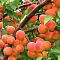 Абрикос Выносливый Абрикос Выносливый - Dolina-Sad.Ru