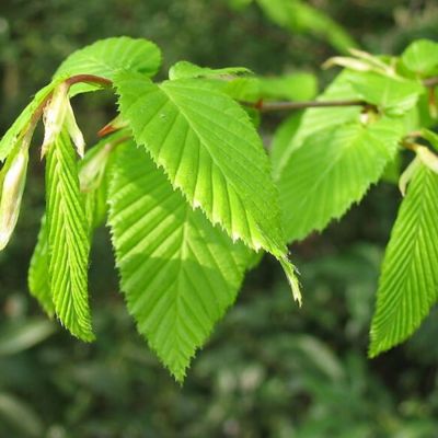 Граб обыкновенный, С3 - Dolina-Sad.Ru