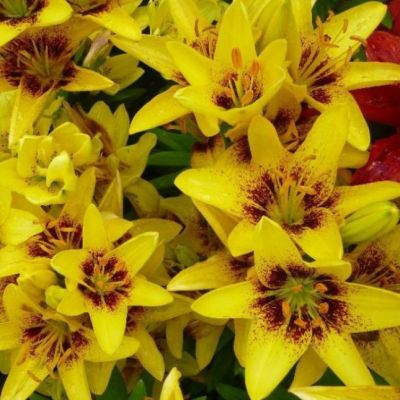 Лилия Йеллоу Пиксель Лилия Йеллоу Пиксель фото