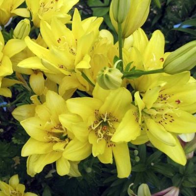 Лилия Томос Лилия Томос - Dolina-Sad.Ru