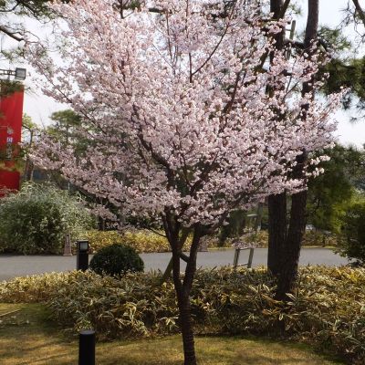 Вишня японская Микинори Вишня японская Микинори - Dolina-Sad.Ru