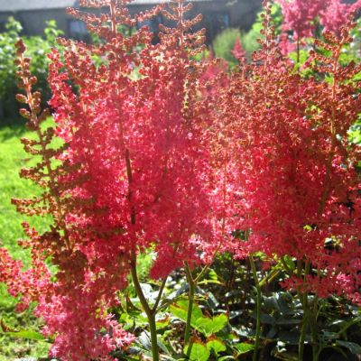 Астильба арендса Эльза Шлук Астильба арендса Эльза Шлук - Dolina-Sad.Ru