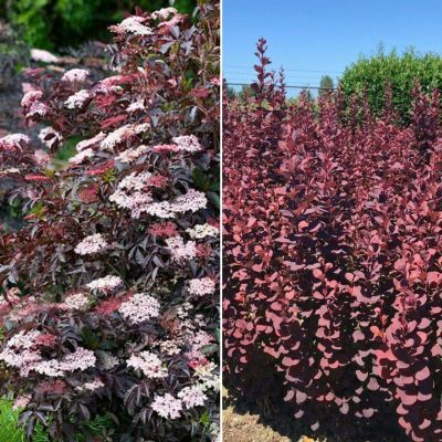 Микс кустарников Шоколадный Микс кустарников Шоколадный - Dolina-Sad.Ru