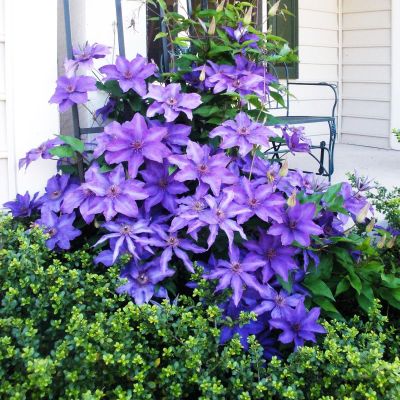 Клематис Балтик Клематис Балтик фото