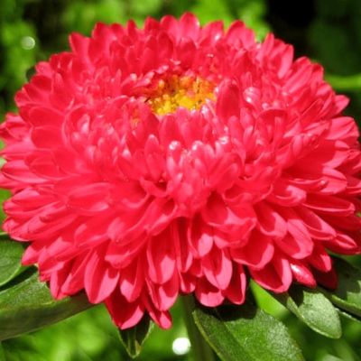 Астра королевский размер Красная Астра королевский размер Красная фото