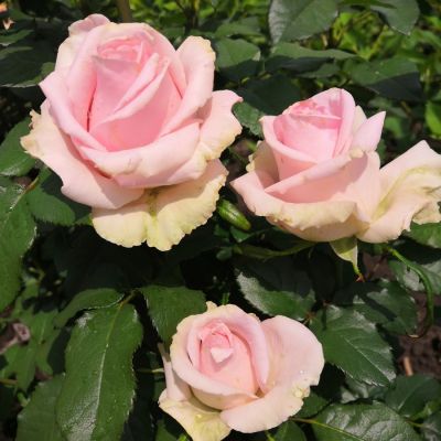 Роза Свит Аваланш в горшке - Dolina-Sad.Ru