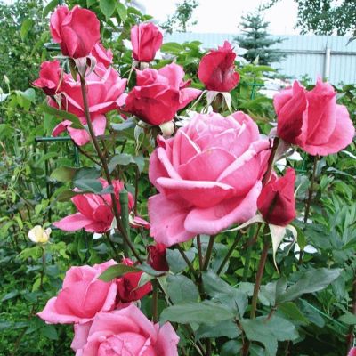 Роза Эйфел Тауер - Dolina-Sad.Ru