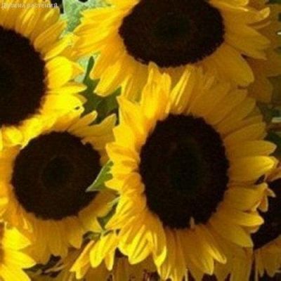 Подсолнечник Енисей фото