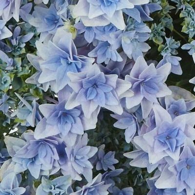 Гортензия крупнолистная Флориа, С2 Гортензия крупнолистная Флориа, С2 - Dolina-Sad.Ru