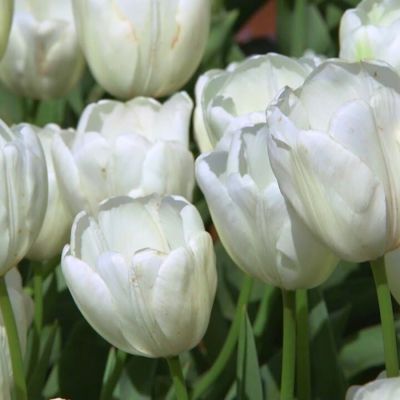 Тюльпан Ланка Тюльпан Ланка - Dolina-Sad.Ru