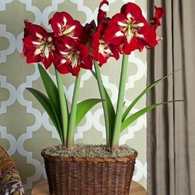 Амариллис Барбадос Амариллис Барбадос фото