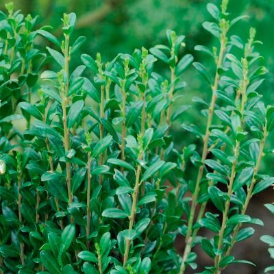 Падуб городчатый Фастигиата Падуб городчатый Фастигиата - Dolina-Sad.Ru