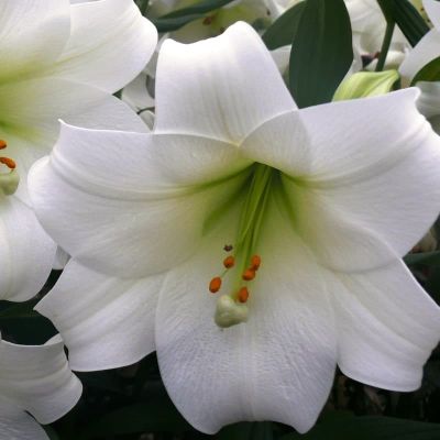 Лилия Уайт Триумф Лилия Уайт Триумф фото