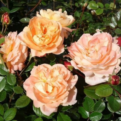 Роза Шон Вон Си фото