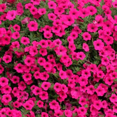 Петуния Парпл Вельвет F1 (Сурфиния) Петуния Парпл Вельвет F1 (Сурфиния) - Dolina-Sad.Ru