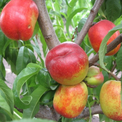 Нектарин Медовый беломясый фото