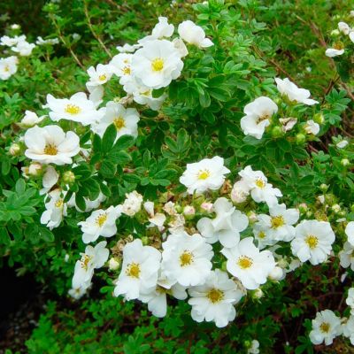 Лапчатка кустарниковая Сноуберд Лапчатка кустарниковая Сноуберд - Dolina-Sad.Ru