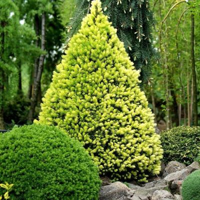 Ель канадская Сан он де Скай, С3 Ель канадская Сан он де Скай, С3 - Dolina-Sad.Ru