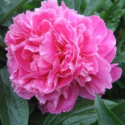 Пион Пинк (травянистый) Пион Пинк (травянистый) фото