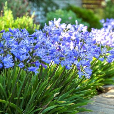 Агапантус Блю Гигант Агапантус Блю Гигант - Dolina-Sad.Ru