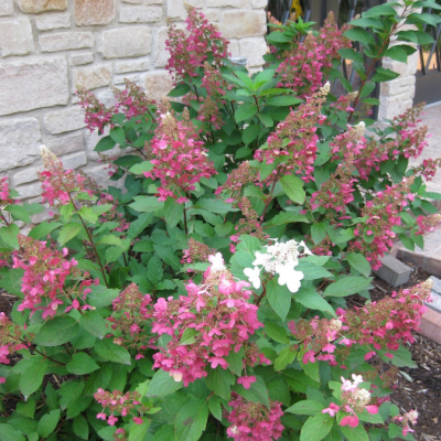 Гортензия метельчатая Пинк Квин Гортензия метельчатая Пинк Квин фото