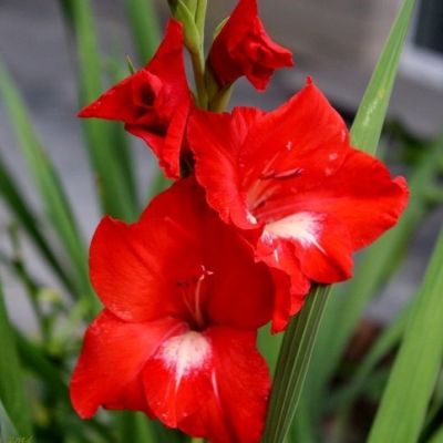 Гладиолус Франко Зекка Гладиолус Франко Зекка - Dolina-Sad.Ru