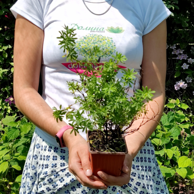 Лапчатка Аннет - Dolina-Sad.Ru