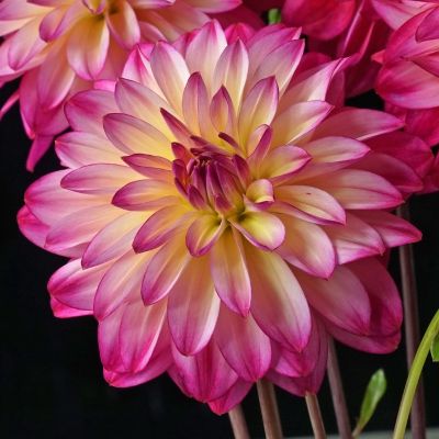 Георгина Лое - Dolina-Sad.Ru