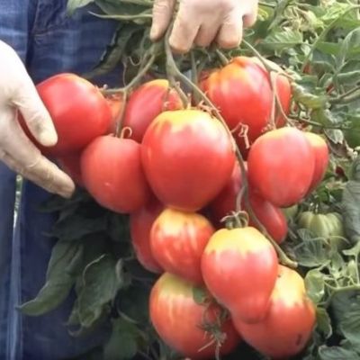 Томат Сахарная Настасья 0,1 г автор. фото