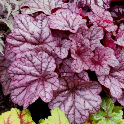 Гейхера Шуга Плам Гейхера Шуга Плам - Dolina-Sad.Ru