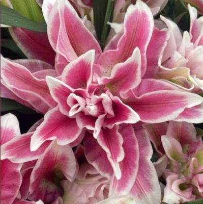 Лилия Роузлили Олимпия - Dolina-Sad.Ru