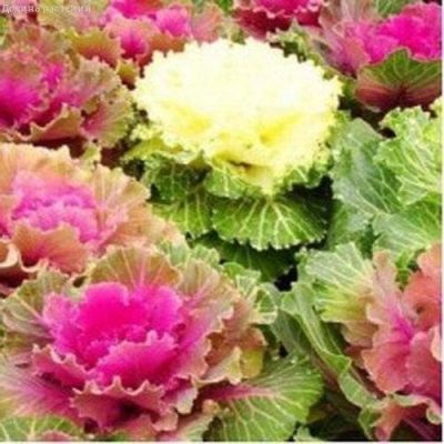 Капуста декоративная Русский круг Капуста декоративная Русский круг фото