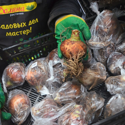 Амариллис Барбадос Амариллис Барбадос фото