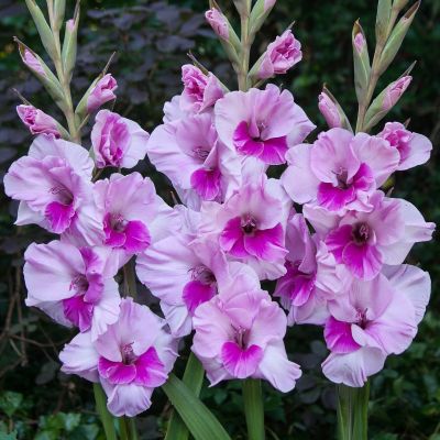 Гладиолус Аланна Гладиолус Аланна - Dolina-Sad.Ru