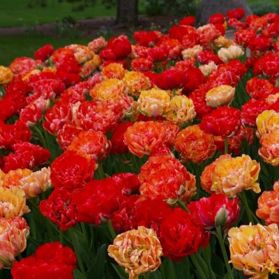 Тюльпан Художник Тюльпан Художник фото