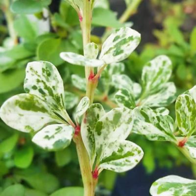 Барбарис тунберга Вайт Барбарис тунберга Вайт - Dolina-Sad.Ru