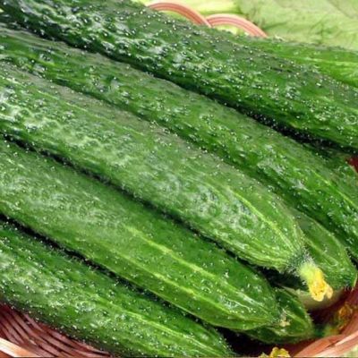 Огурец Китайский Император, F1, 5шт. Огурец Китайский Император, F1, 5шт. фото