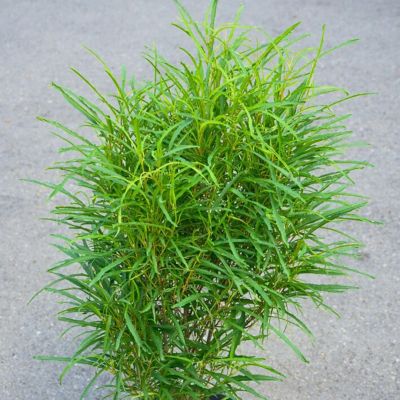 Крушина ломкая Рон Уильямс - Dolina-Sad.Ru