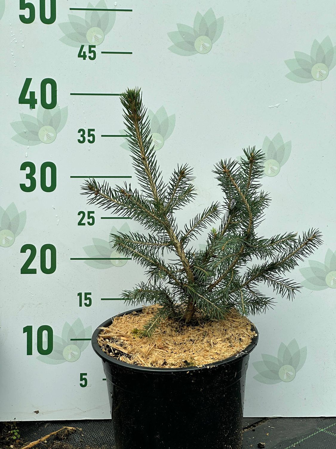 Ель колючая Глаука Маджестик Блю, С3 Ель колючая Глаука Маджестик Блю, С3 - Dolina-Sad.Ru