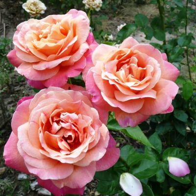 Роза Чикаго Пис Роза Чикаго Пис фото