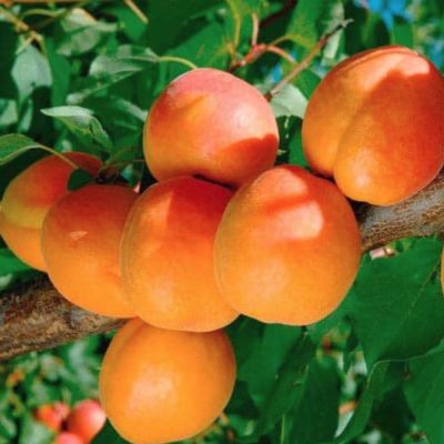 Абрикос Выносливый Абрикос Выносливый - Dolina-Sad.Ru
