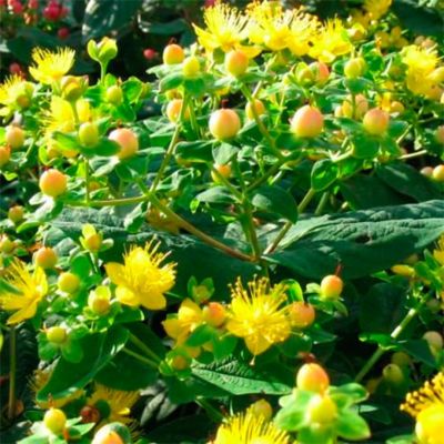 Зверобой Даммера Петер Даммер - Dolina-Sad.Ru